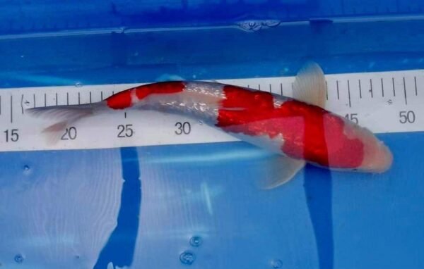 Marusei Ginrin Kohaku 45-50cm (B1) - Japán import koi ponty