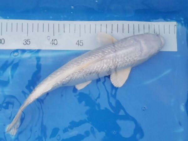 Koi - Marusei Ginrin Platinum Ogon 50-55cm