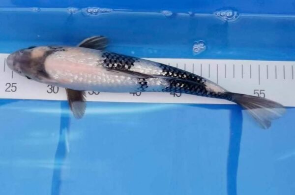 Marusei Ginrin Shiro Utsuri 40+cm (A1) - Japán import koi ponty