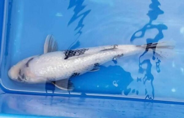 Marusei Ginrin Shiro Utsuri 40+cm (B1) - Japán import koi