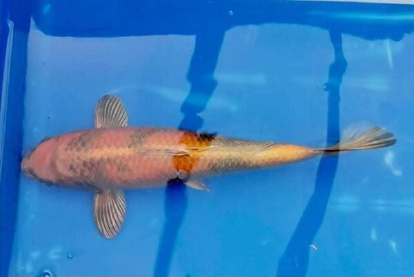 Koi - Marusei Kin Ki Utsuri 45-50 cm