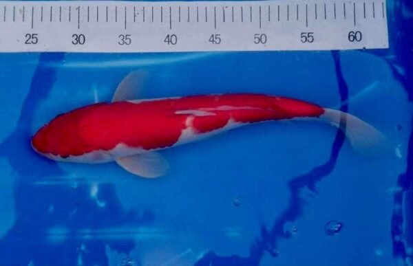 Koi - Marusei Kohaku 50-55 cm D1