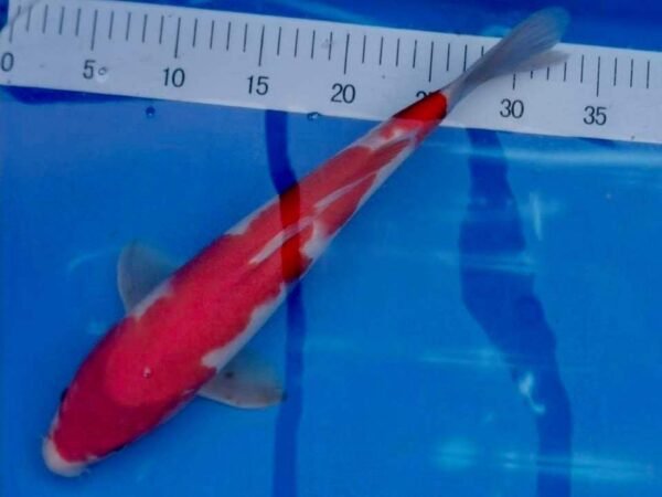 Koi - Marusei Kohaku 50-55cm - Japán import koi D1
