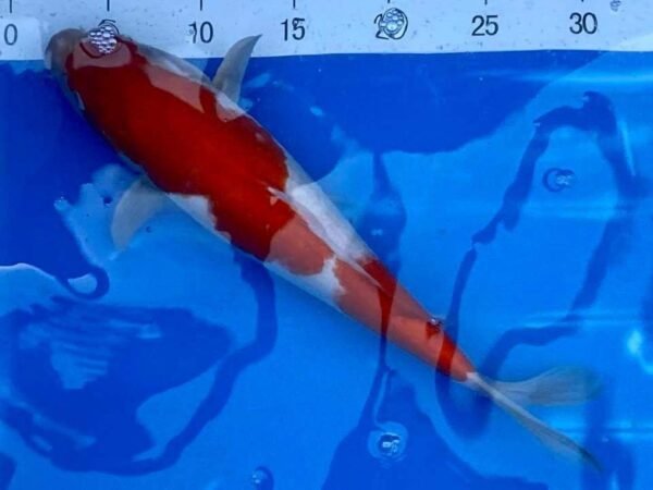 Koi - Marusei Kohaku 50-55cm E1