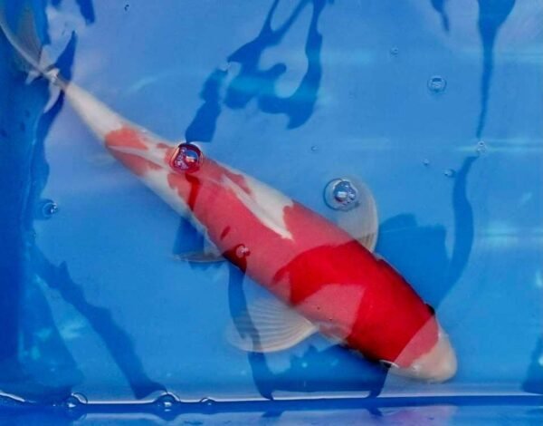 Koi - Marusei Kohaku 50-55cm F1