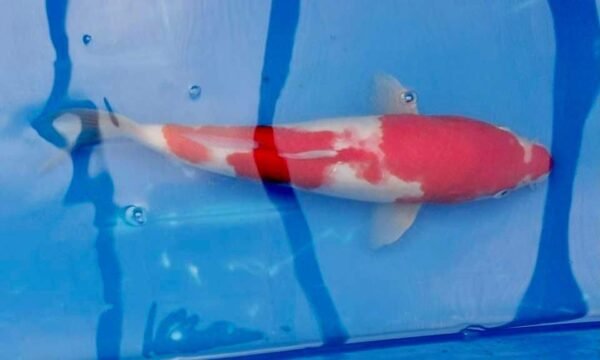 Marusei Kohaku Nisai 45-50cm (J1) - Japán import koi ponty