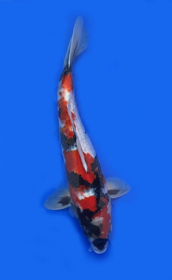Marusei Showa 45-50cm M1 - Image 3