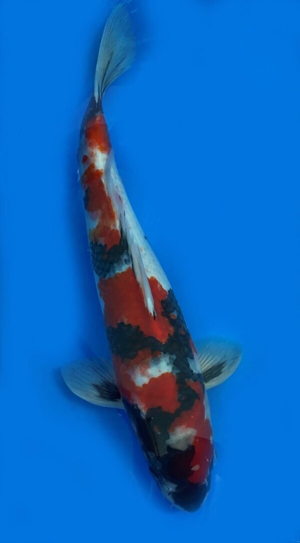 Marusei Showa 45-50cm M1