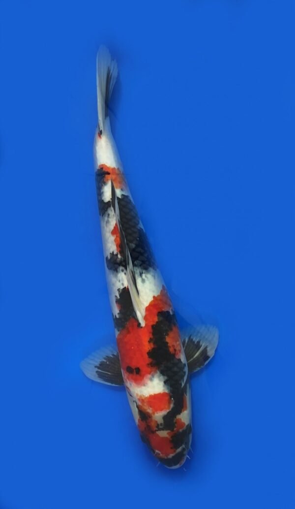 Marusei Showa 45-50cm M3