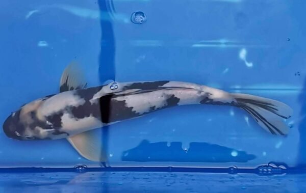 Marusei Shiro Utsuri 40+cm (D1) - Japán import koi