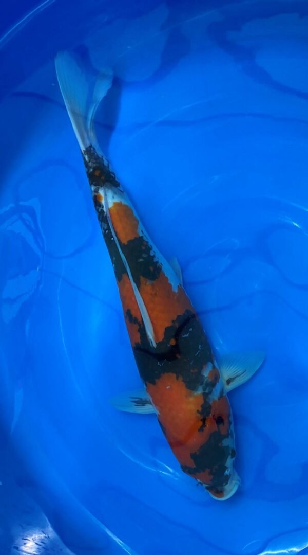 Marusei Showa 45-50cm M8