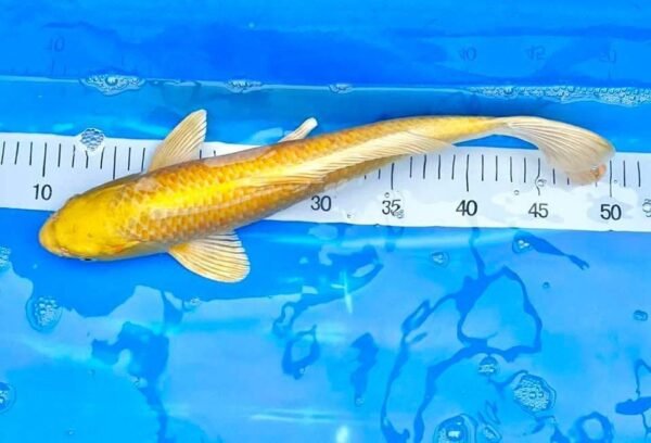 Koi - Marusei Yamabuki Ogon 50-55 cm