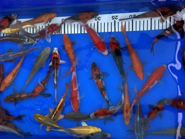 Koi – Marusei Tosai Mix 12-15 cm - Japán import