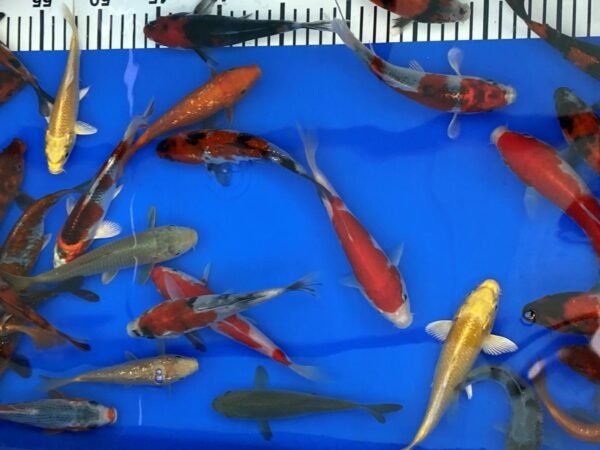 Koi – Marusei Tosai Mix 12-15 cm - Japán import - Image 7