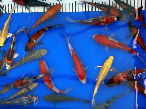 Koi – Marusei Tosai Mix 12-15 cm - Japán import - Image 6
