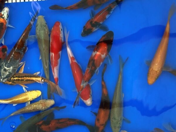 Koi – Marusei Tosai Mix 12-15 cm - Japán import - Image 5