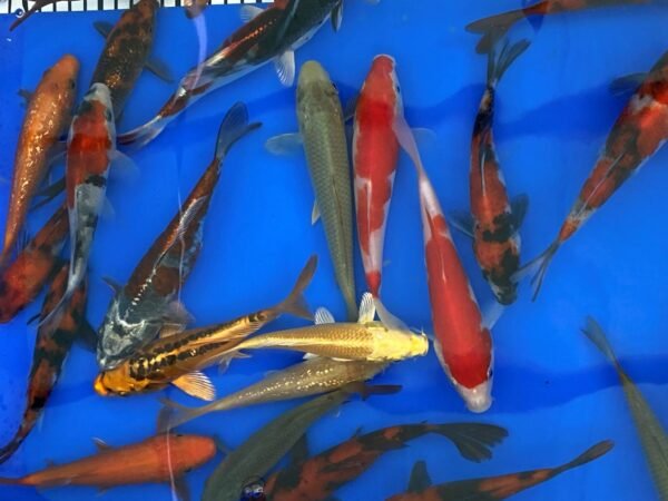 Koi – Marusei Tosai Mix 12-15 cm - Japán import - Image 4