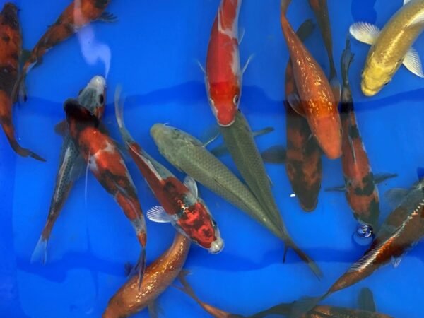 Koi – Marusei Tosai Mix 12-15 cm - Japán import - Image 3