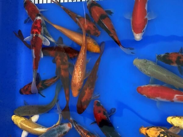 Koi – Marusei Tosai Mix 12-15 cm - Japán import - Image 2