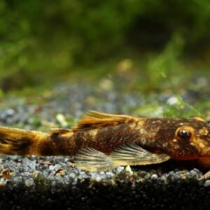 Márvány algaevő hal (Ancistrus sp.)