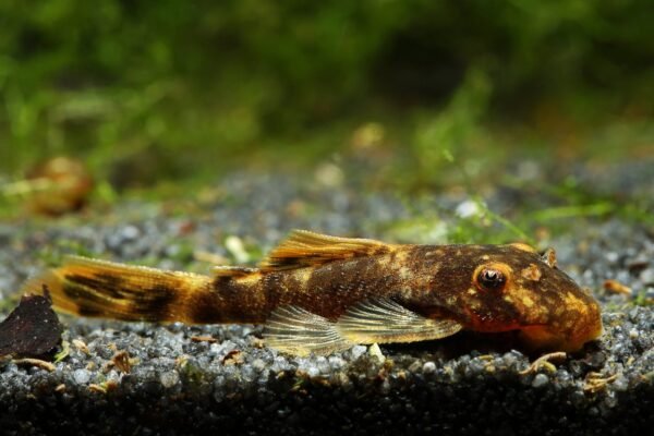 Márvány algaevő hal (Ancistrus sp.)