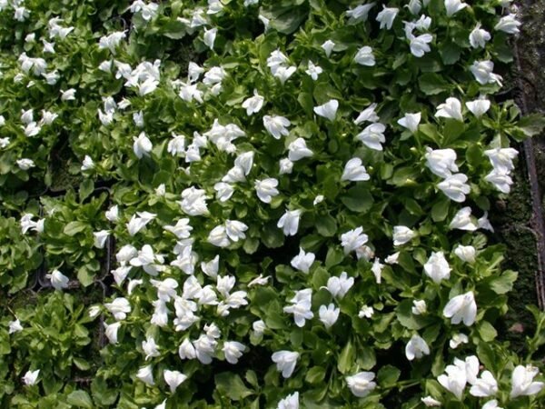 Fehér kúszó szemölcsvirág - Mazus reptans 'alba' - Image 3