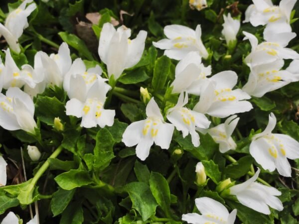 Fehér kúszó szemölcsvirág - Mazus reptans 'alba' - Image 2