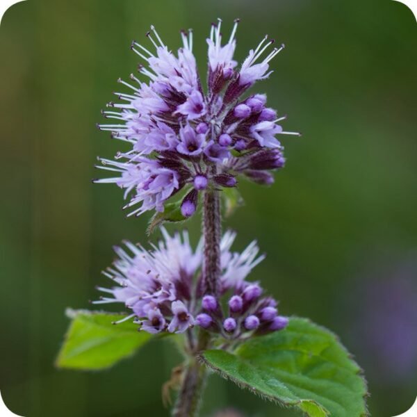 Mentha Aquatica - Vízi menta