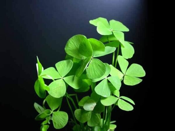 Mételyfű (Marsilea hirsuta) - Image 2