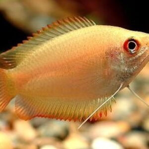 Mézgurámi (Colisa chuna