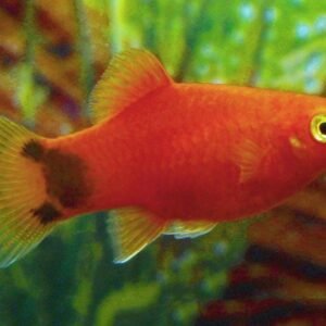 Mickey Mouse platti (Xiphophorus maculatus)