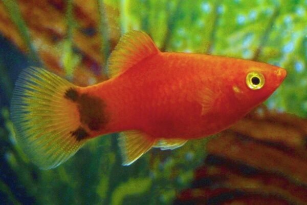 Mickey Mouse platti (Xiphophorus maculatus)