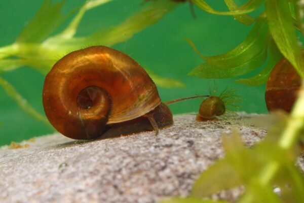 Nagy tányércsiga (Planorbarius corneus)