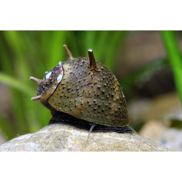 Napsugárcsiga (Clithon sp. Thorn)