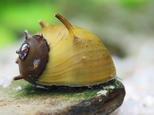 Napsugárcsiga (Clithon sp. Thorn) - Image 3