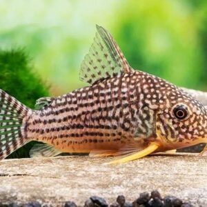Narancsúszójú páncélosharcsa (Corydoras sterbai)