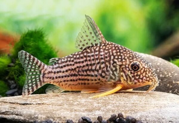 Narancsúszójú páncélosharcsa (Corydoras sterbai)