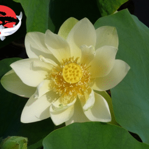 Nelumbo Baby Yellow - lótusz
