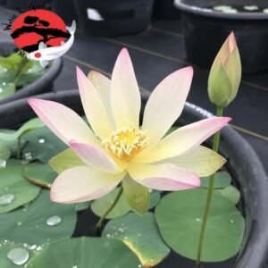 Nelumbo Green Maiden - lótusz