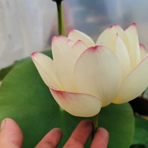Nelumbo Sunflower