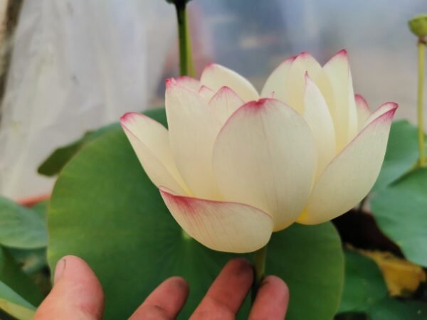 Nelumbo Sunflower