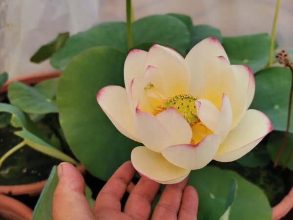 Nelumbo Sunflower - Image 2