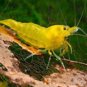 Neon sárga garnéla (Neocaridina sp. Neon)