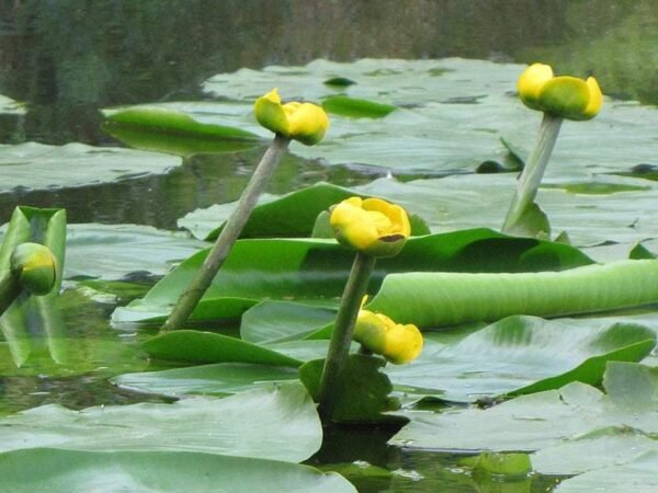 Nuphar lutea - Sárga vízitök