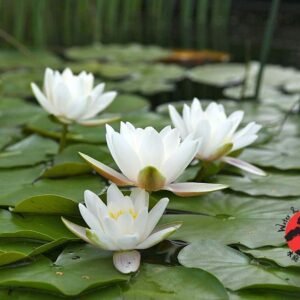 Nymphaea Albatros tavirózsa