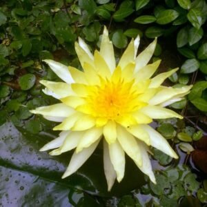 Nymphaea Mexicana trópusi tavirózsa