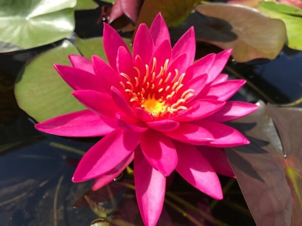 Nymphaea Miss Siam