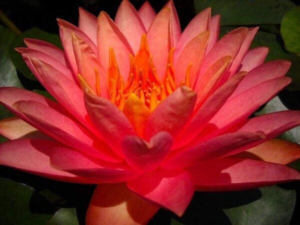 Nymphaea Perry's Orange Sunset tavirózsa - Image 4