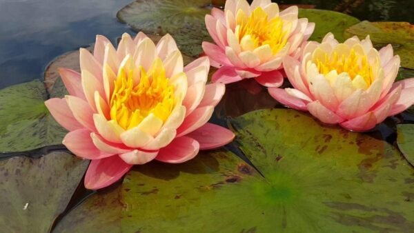 Nymphaea Perry's Orange Sunset tavirózsa