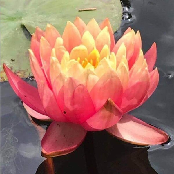 Nymphaea Perry's Orange Sunset tavirózsa - Image 3